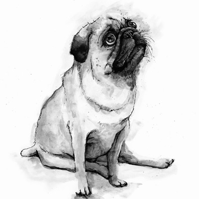 Ink drawing of a pug